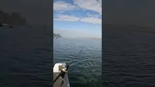 HUGE Coho Salmon Plug Takedown ON CAMERA! #fishing #salmon