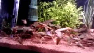 EHEIM MP 60l aquarium with JBL Aquabasis Plus and Manado