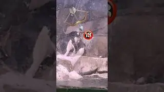 Пингвины: самые человечные птицы на Земле #penguin #пингвины