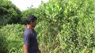 Mangrove Conservation Work at Thiyagavalli