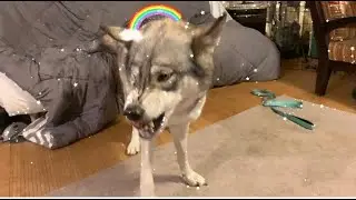 More Of Wolf Dogs Growling Mouthing Biting Snarling Showing Teeth What  You Can Expect To See