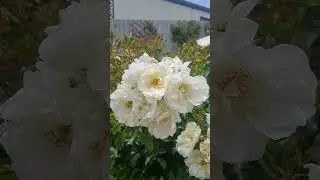 My #Beautiful #rosegarden #blooming P8 #whiterose #rose  #shorts