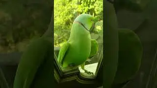 A beautiful green parrot is sitting. #shortvideo #parrotlover #parrotmagic