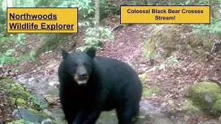 Colossal Bear Crosses Stream Bed!   HD 1080p