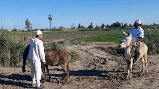 الحاج مسعود والحاج حسنين والحمار الذكي