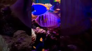 colorful ornamental fish #aquarium #ornamentalfish #seaaquarium
