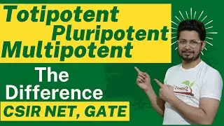 Totipotent pluripotent multipotent stem cells | Embryonic stem cells | Totipotent vs pluripotent
