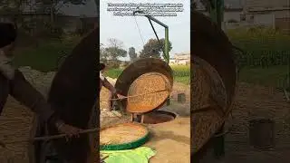 How Sugarcane Juice Is Transformed into Golden Jaggery (Gur) in Punjab?