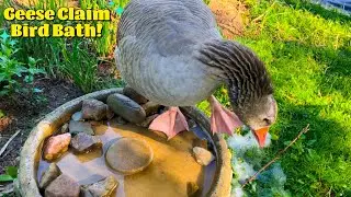 A Day In The Life Of Pilgrim Geese   (Bubble Bird Bath Edition!)