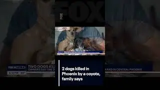 2 dogs killed in Phoenix by a coyote, family says | FOX 10 Phoenix