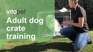 Crate Training your Adult Dog