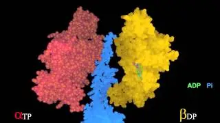 Rotating &gamma;-subunit imposes conformational states on a &beta;-subunit