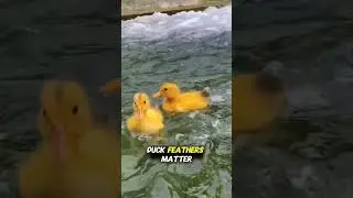 &ldquo;How Ducks Secretly Inspired Engineering 🦆 | Nature&rsquo;s Genius Design&rdquo;