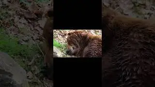 Bear resting #1fox #animals #wildtv #wildanimals #cute #wildlife #monkey #nature #cuteanimals