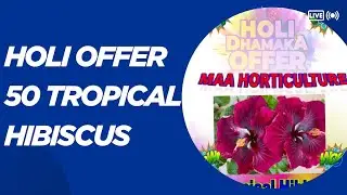 Holi Dhamaka offer- 50 Tropical Hibiscus only Rs 12000