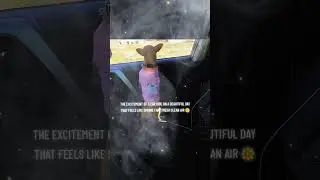 PRECIOUS CAR RIDES WITH MY CHULA 🤩 #love  #fun #spring #happiness #dog #funny #shorts #viral #video
