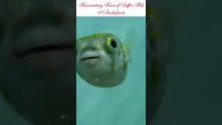 Puffer Fish #marinelife #facts #shorts #shortvideo #scubefacts #knowledge #learning #learn #like