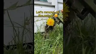 #lawn #grass #diy #spring #garden #lawncare