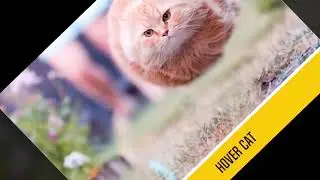 HOVER CAT
