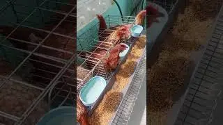 Simple Home Chicken Farming! #DailyEggs #HappyHens #EggTime #LayerLife #chicken #chickenlovers #egg