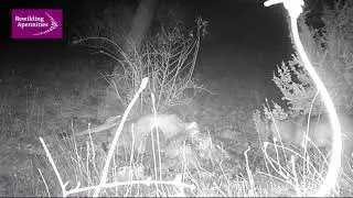 Lupo su carcassa di vacca - Wolf on cow carrion