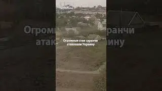 Апокалипсис на Украине! Страшное зрелище! Саранча атаковала Запорожье