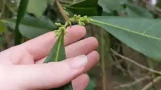 CARTREMA AMERICANA!!!!!! (American olive) MARCH 4 2025!!!!!!! flower buds!!!!