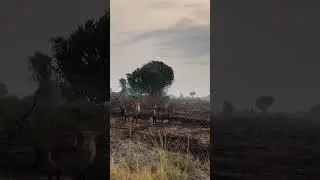 Encountering the robust waterbucks in the plains of Queen Elizabeth National Park #wildlife #safari