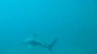 MOV00706.MPG