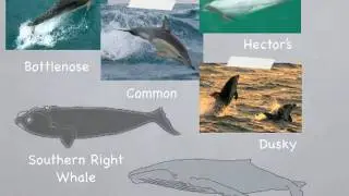 Observing NZ Marine Mammals