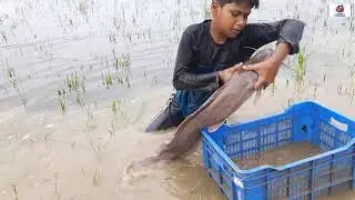Unbelievable Hand Fishing! Amazing Smart Boy Is Fishing Big Catfish By Hand From The Open Field