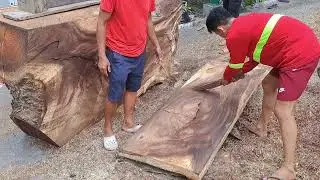 Harvesting this Fallen Acacia Tree