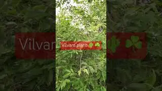Vilvam plant ☘️🌵