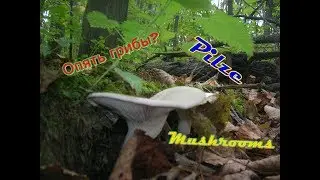 Pilze sammeln in Russland.  Wilde Minze.  (2017.09.29)