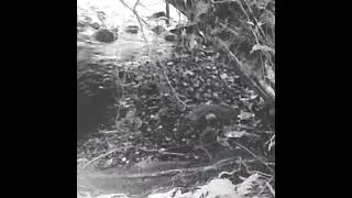 Mustela Felipei camara trampa en el valle del cauca - La comadreja colombiana - mustelido