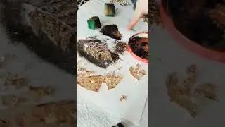 Making fern leaf ornament for my notebooks. Gold leaf and acrylic paint.