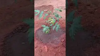 How to plant & make neem tree grow faster #neemtree #asmr