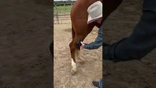 Equine Massage Gun for Using on Horses | Flat Attachment