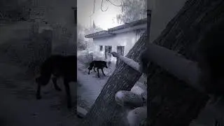 Wolf in Village #wolfsounds #relaxinwolf #animals #wolf #wolfsong #forest #shorts part 756