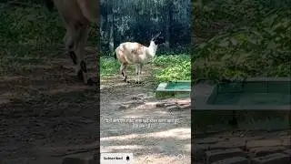 Beautiful White Llama Standing Calmly | Rare Animal Short #shorts #animals