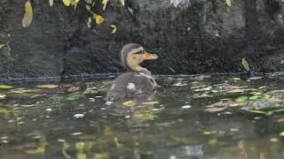 Bird Photography || Duck Family #nature #wildlife #photography #birds #bird #fly #animals #nature 