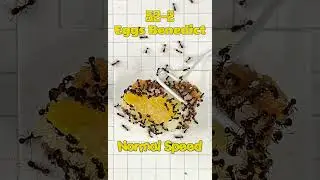 Sugar Ants 🐜 Vs  Eggs Benedict! Speed is Normal time on this one. Multiple zoom Macro Series 52-2