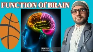 Brain anatomy #physiology#function #structure