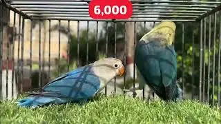 Latest Lovebirds Woking Pairing by Naveed Sheikh - Blue Misty Opaline Dun Fallow - B1 Aqua Dunfallow