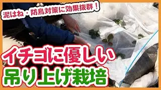 家庭菜園や農園でイチゴの吊り上げ栽培！収穫前の苺を天敵の鳥害虫から守るイチゴの育て方を徹底解説！【農家直伝】