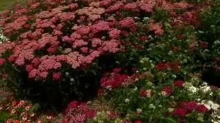 Yarrow is a tough perennial with varied colors