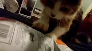 my cat trying to steal my chips #ripcash
