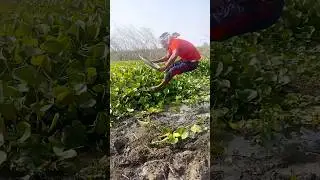 Fishing From Water Hyacinth #fishing #fishinglife #fishingvideos