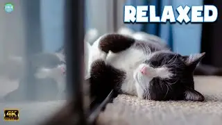 Angels with Tails! A compilation of funny dogs and cats for a good mood! 😺