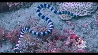 Sea Snake Fight With Moray EEL | Snake VS EEL | Sea Snake | Moray EEL | Sea Snake Vs Moray eel
